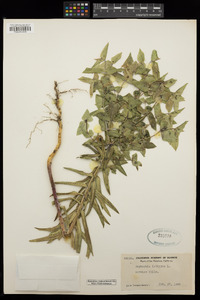 Euphorbia lathyris image