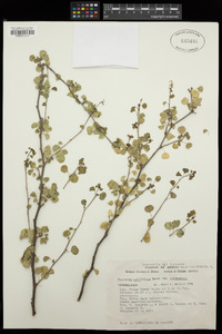 Euphorbia californica image