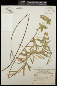 Euphorbia campestris image