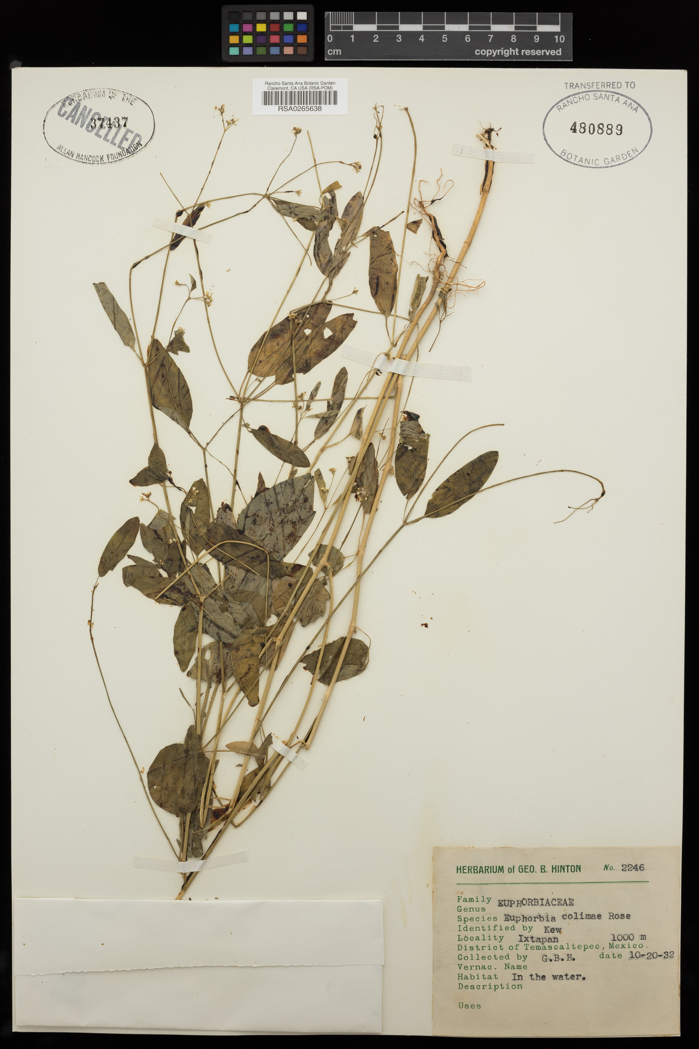 Euphorbia colimae image