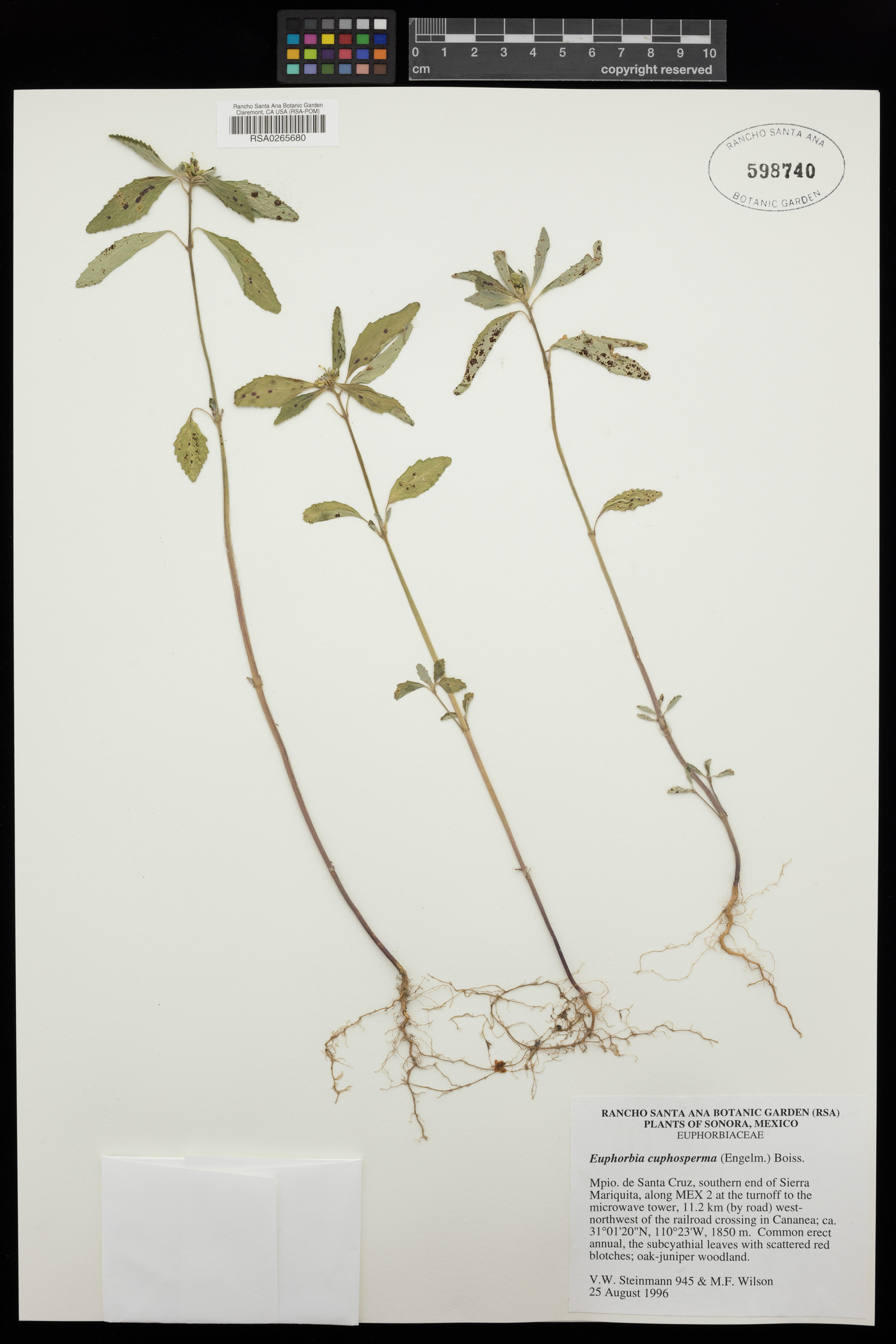 Euphorbia cuphosperma image