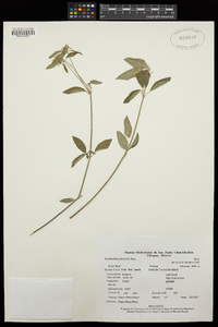 Euphorbia graminea image