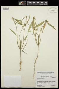 Euphorbia heterophylla image