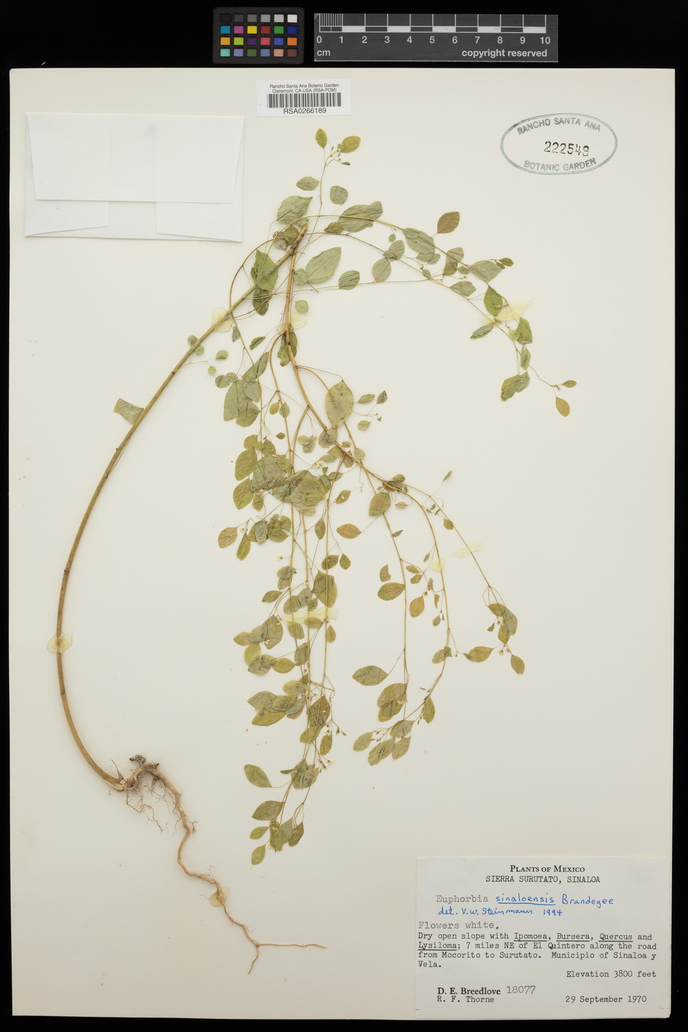 Euphorbia sinaloensis image