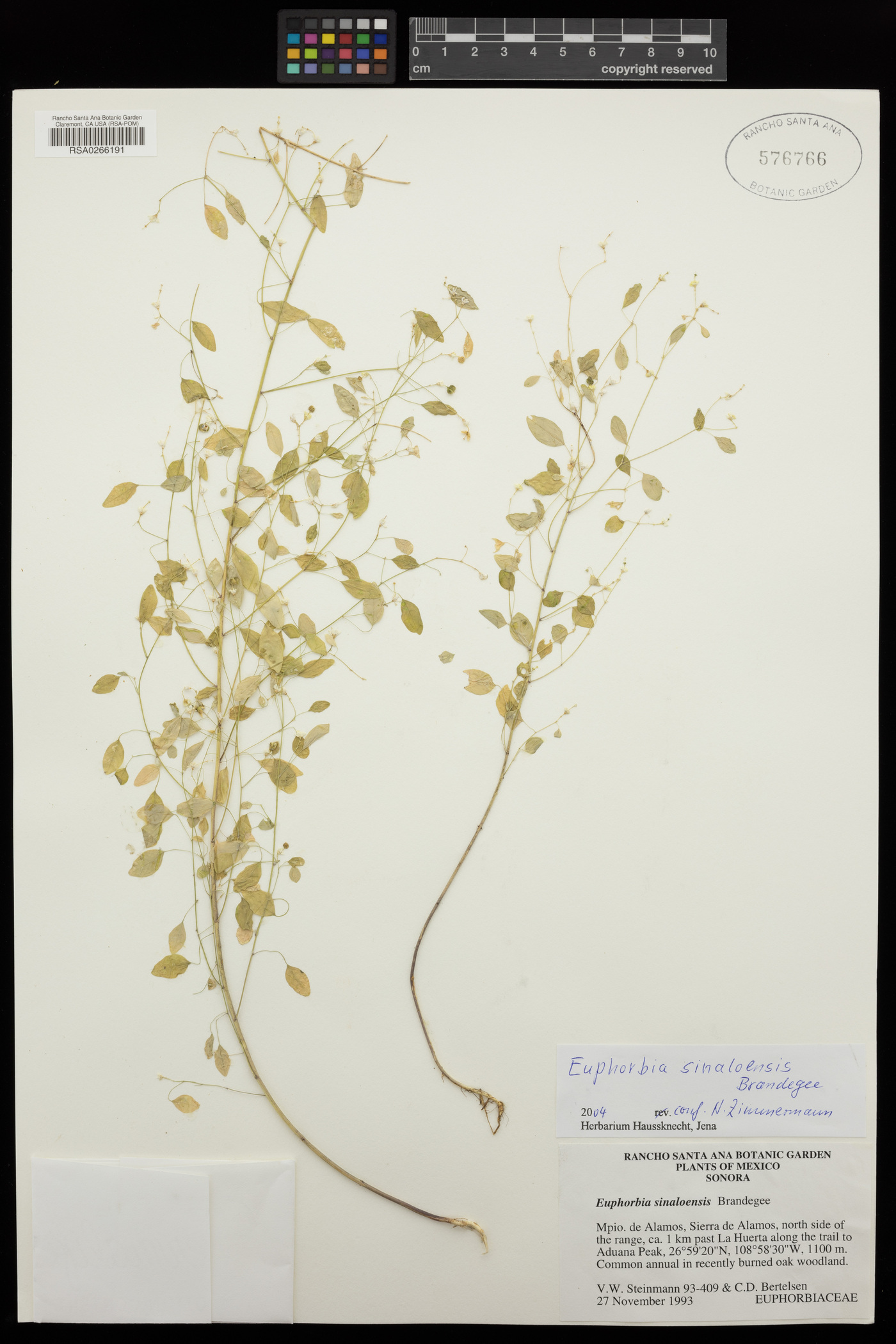 Euphorbia sinaloensis image