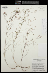 Euphorbia fimbrilligera image