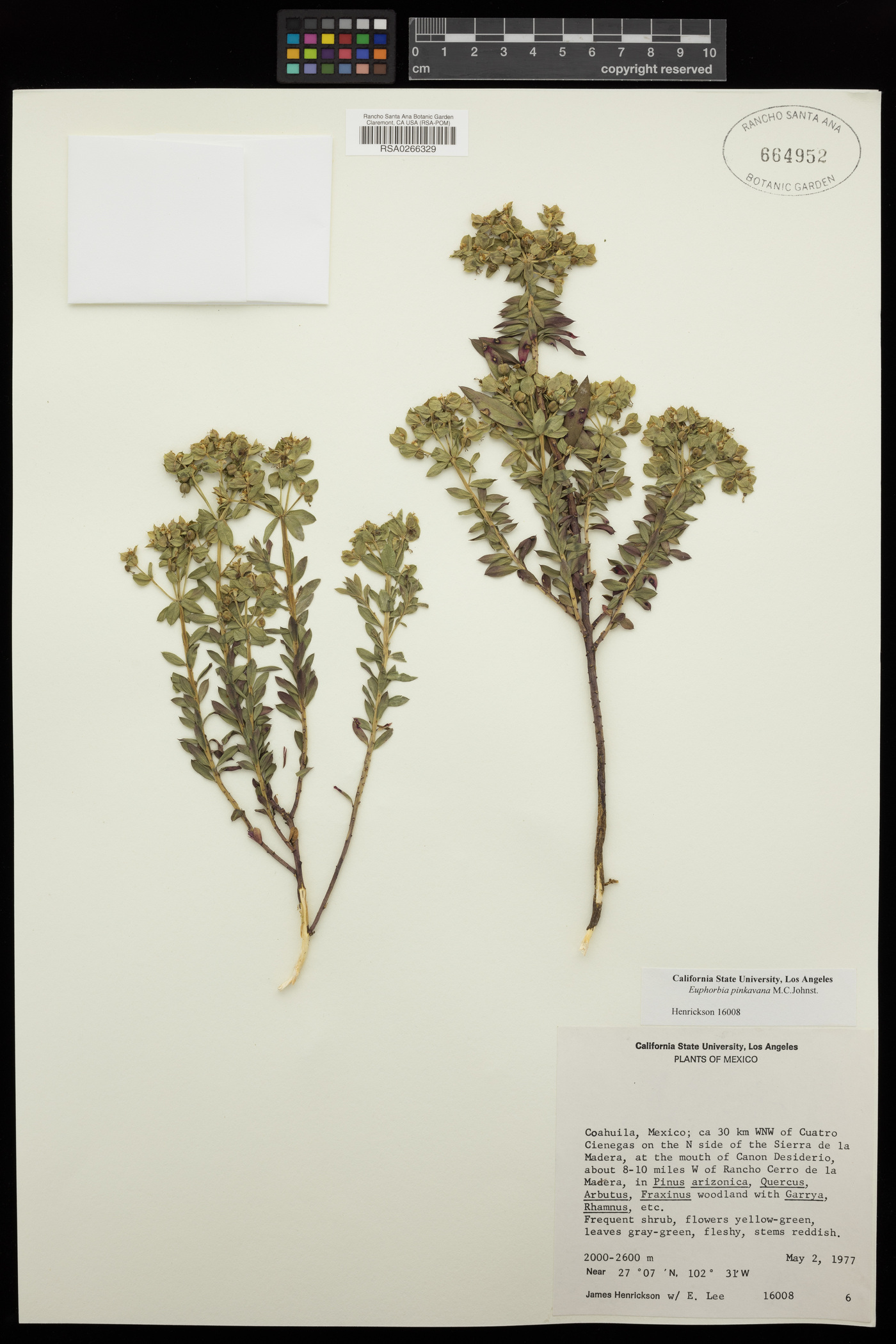 Euphorbia pinkavana image