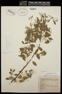 Euphorbia whitei image