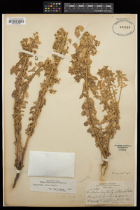 Euphorbia spathulata image