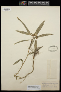 Euphorbia cyathophora image