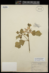 Euphorbia cyathophora image