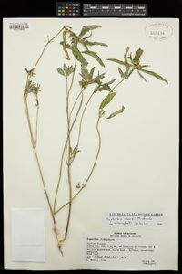 Euphorbia davidii image