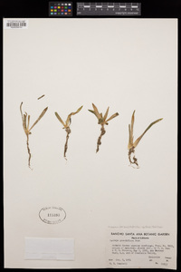 Dudleya saxosa subsp. aloides image