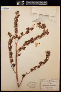Echeveria gibbiflora image