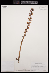 Echeveria paniculata image