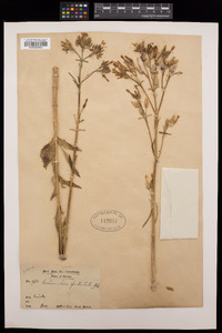 Image of Kalanchoe spathulata