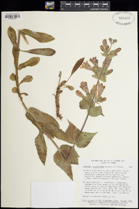 Penstemon glandulosus image