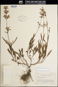 Penstemon gracilentus image