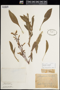 Penstemon pubescens image