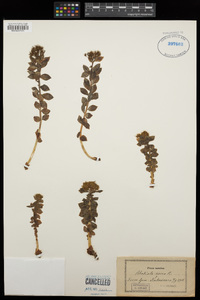 Rhodiola rosea image