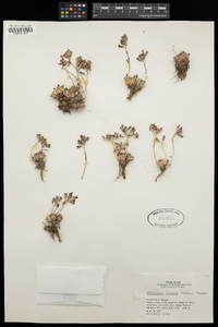 Rosularia sempervivum subsp. persica image