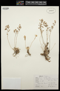 Rosularia sempervivum subsp. persica image