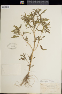 Salvia reflexa image