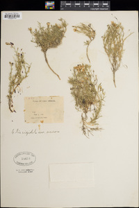 Giliastrum acerosum image