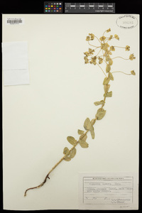Image of Euphorbia agraria