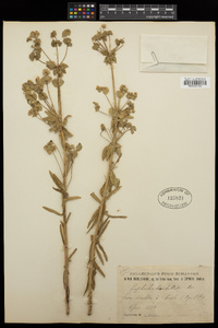 Euphorbia biumbellata image