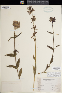 Penstemon attenuatus subsp. militaris image