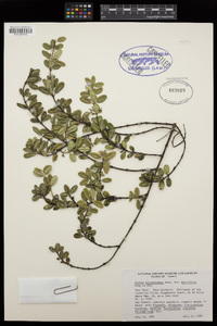 Alyxia oliviformis var. myrtillifolia image