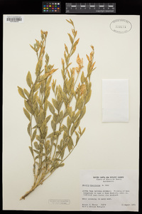 Amsonia tomentosa image