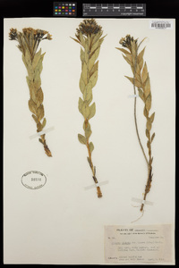 Amsonia ciliata image