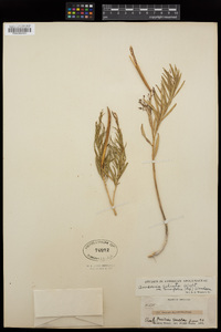 Amsonia angustifolia image