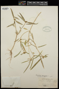 Euphorbia heterophylla image