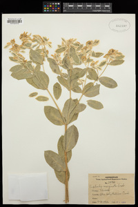 Euphorbia marginata image