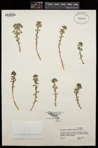 Euphorbia brachycera image