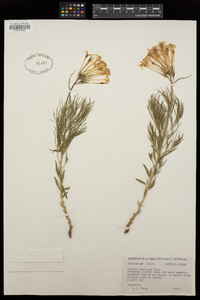 Amsonia longiflora image