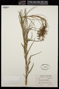 Amsonia hubrichtii image