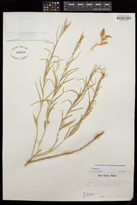 Amsonia tomentosa image