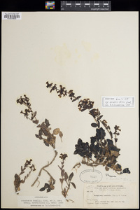 Penstemon humilis subsp. brevifolius image