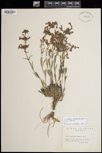 Penstemon humilis subsp. humilis image