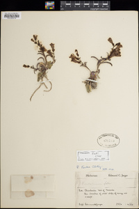 Penstemon leiophyllus var. keckii image