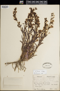 Penstemon leiophyllus var. keckii image