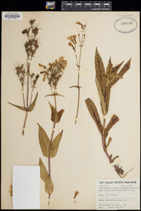 Penstemon laevigatus image