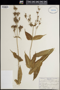 Penstemon laevigatus image