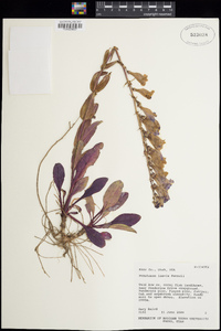 Penstemon laevis image