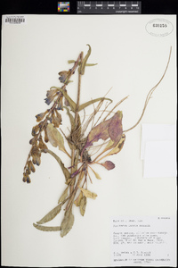 Penstemon laevis image