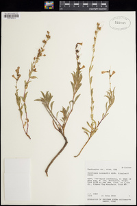 Penstemon higginsii image